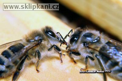 Apis_mellifera_carnica